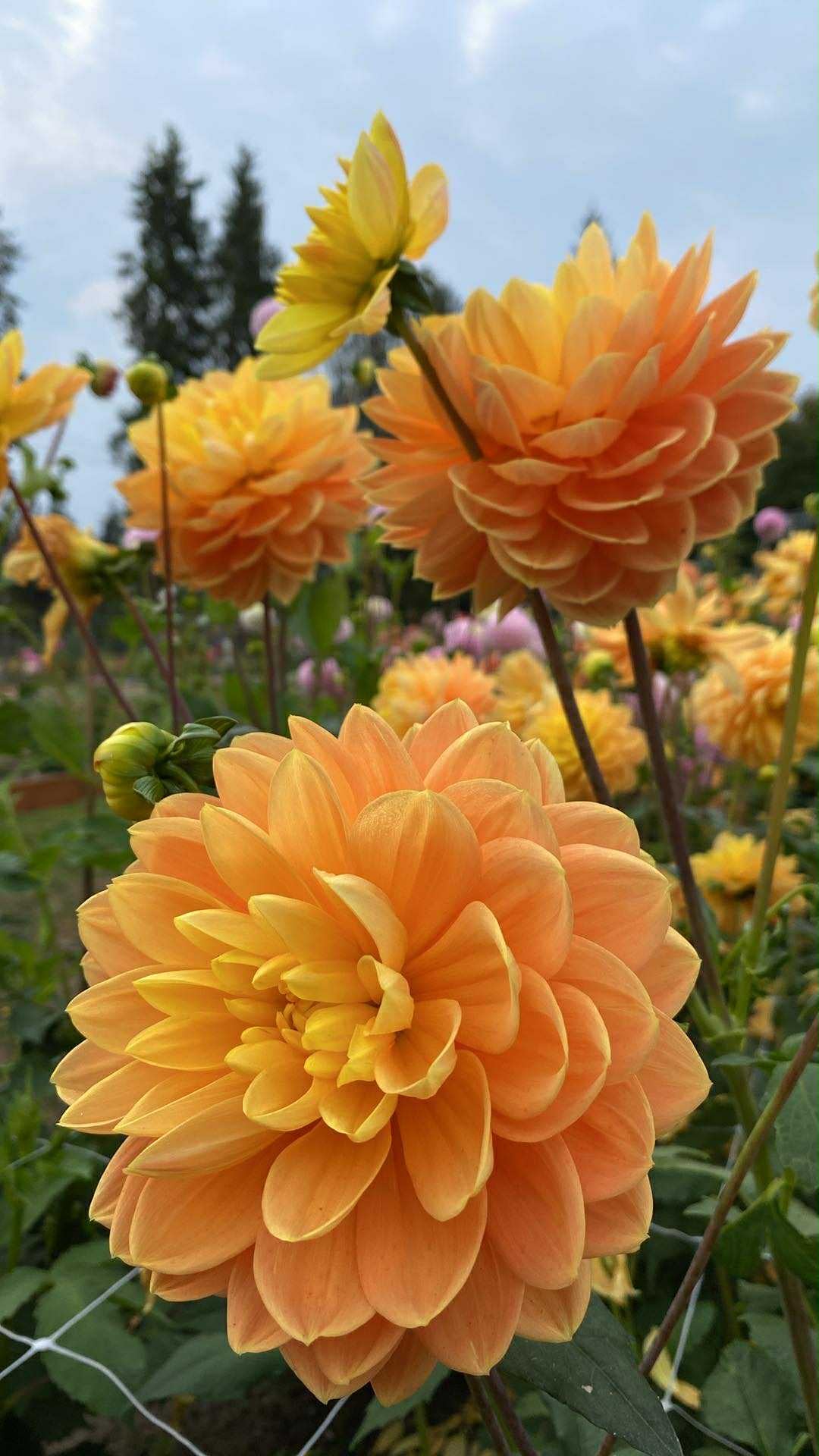 Monet Glory (Limit 1)