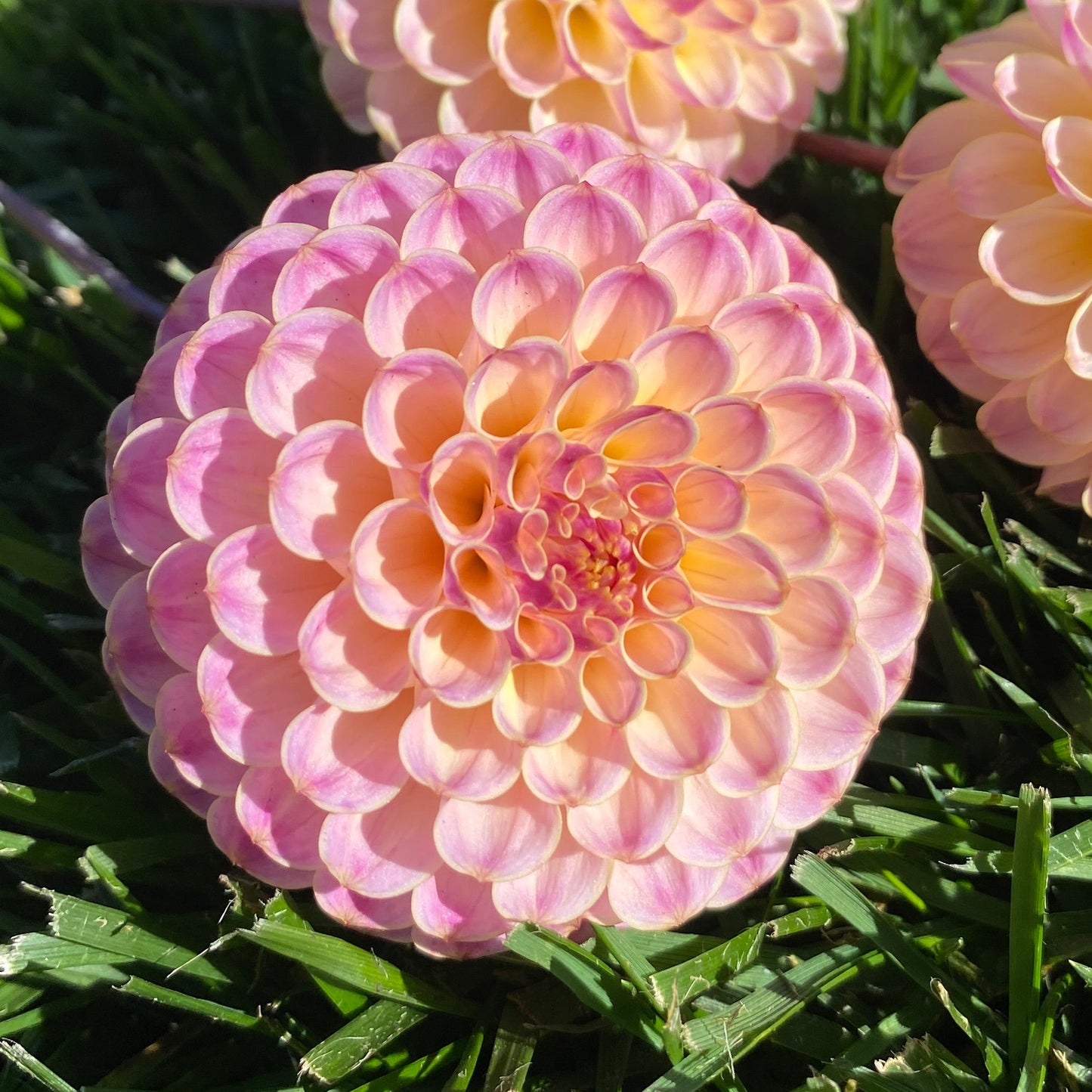 Hapet Pearl (Limit 1)