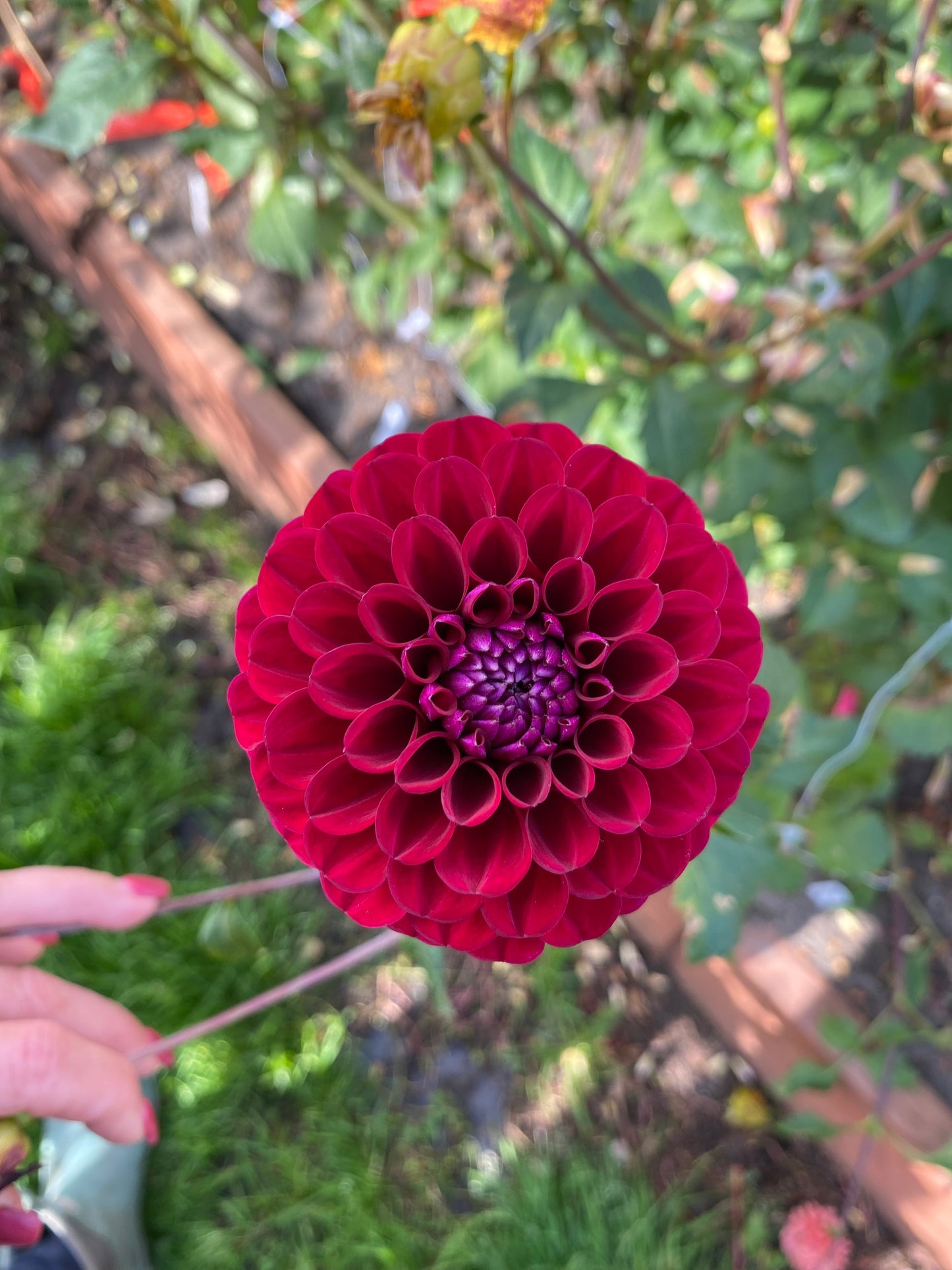 Hapet Schwarzer Peter 