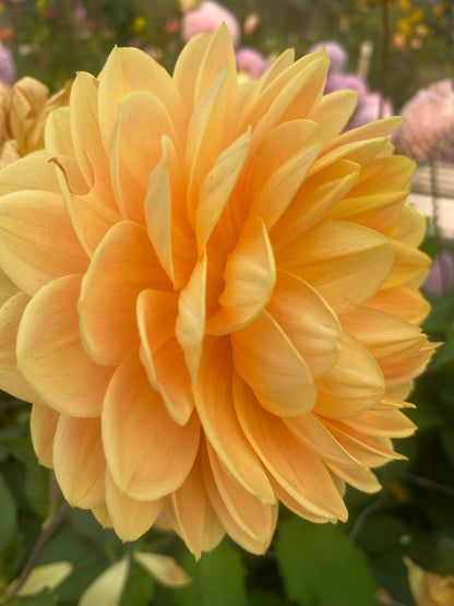 Monet Glory (Limit 1)