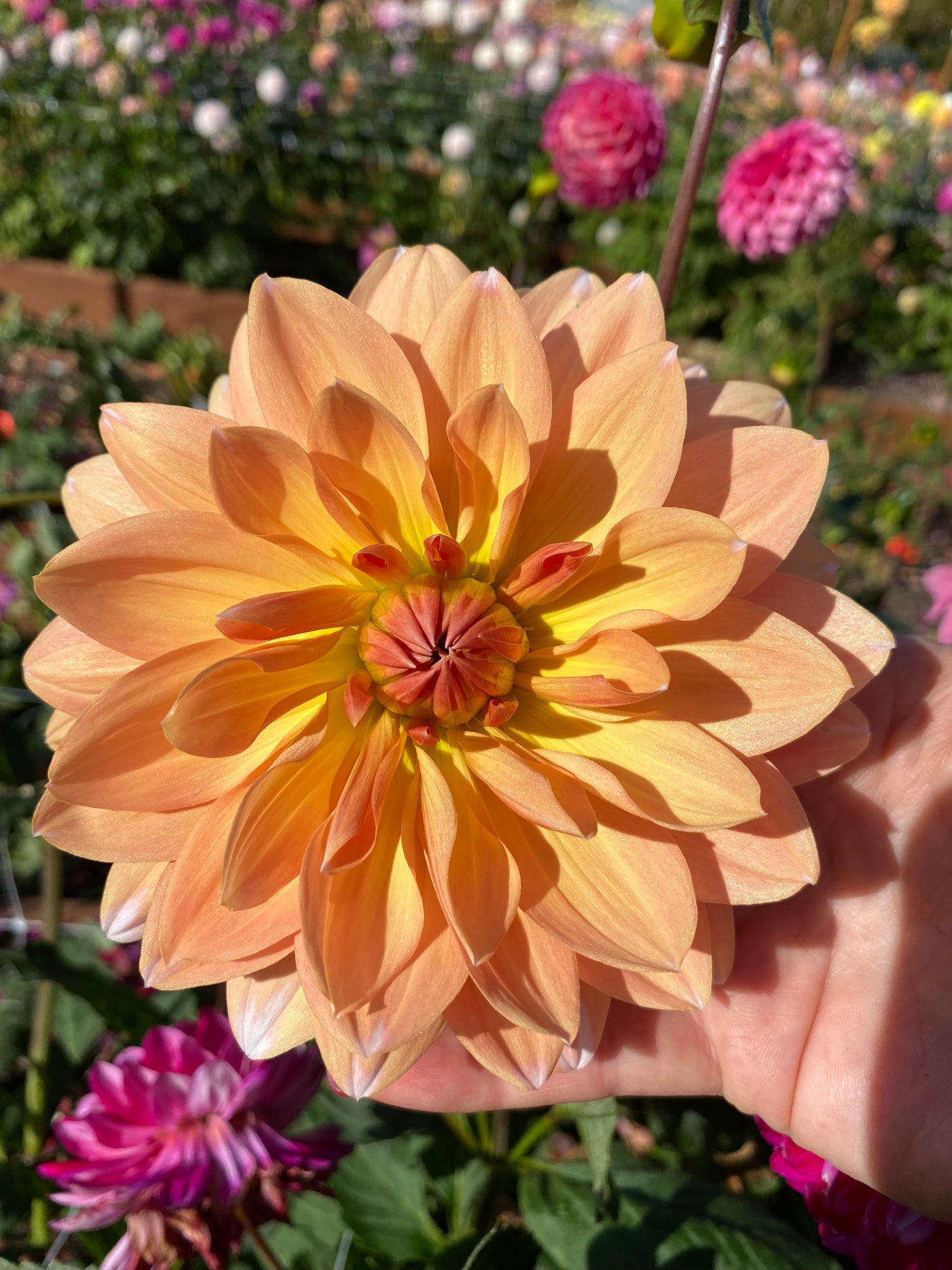 Sandia Candy Corn (limit 1)