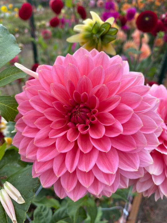 New Year 2026 Collection #42