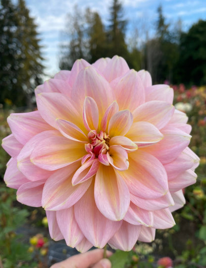 Sheer Heaven (clump)