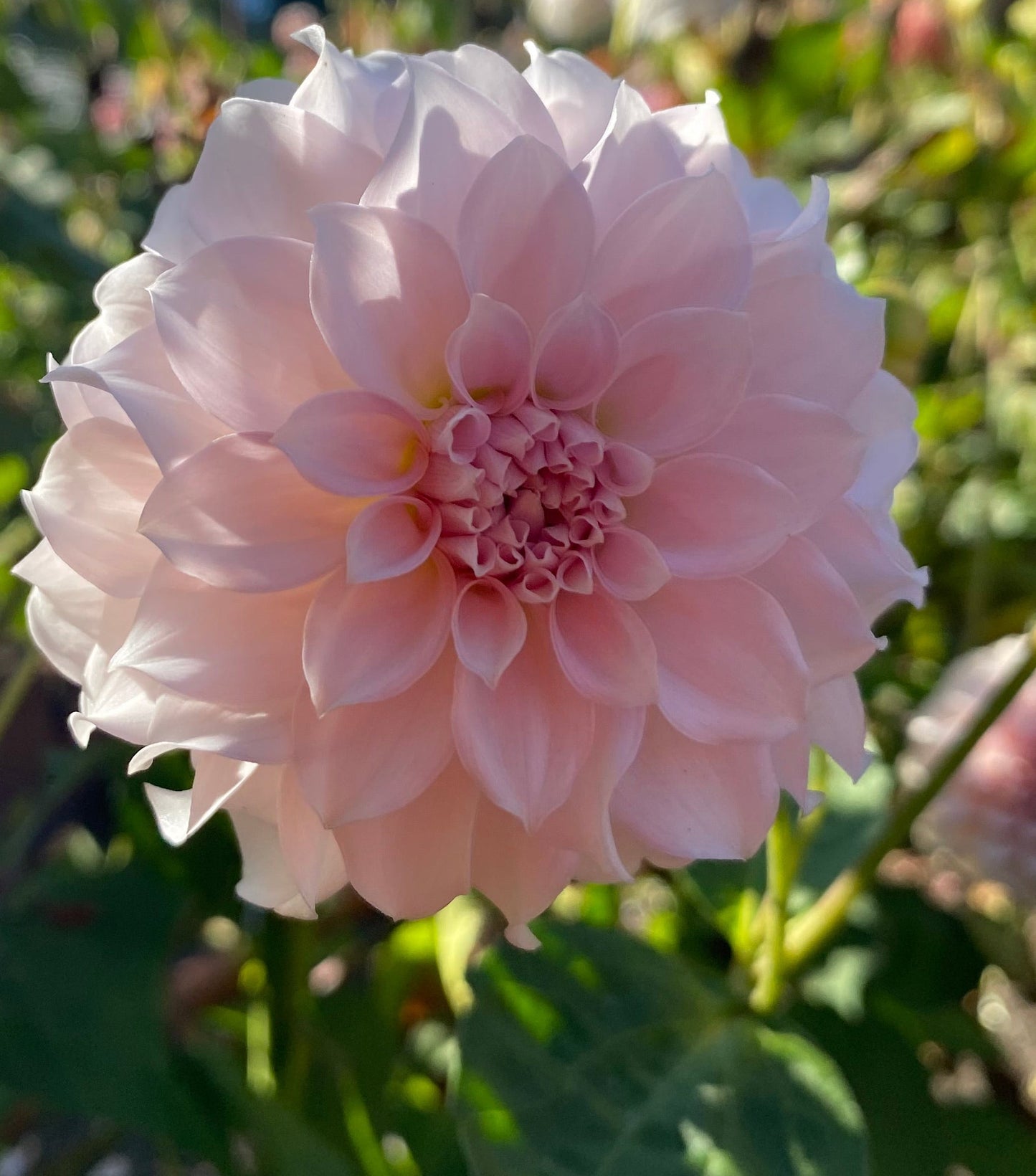 Levi’s Opal Twist (Limit1)