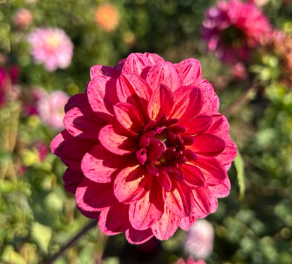 WB’s Bailey Dawn (Limit 1)