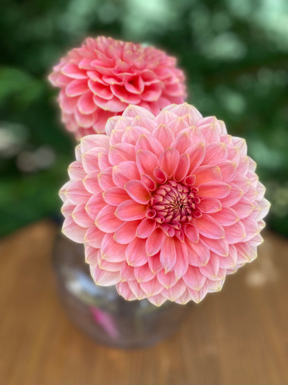 Askwith Minnie (Limit 1)