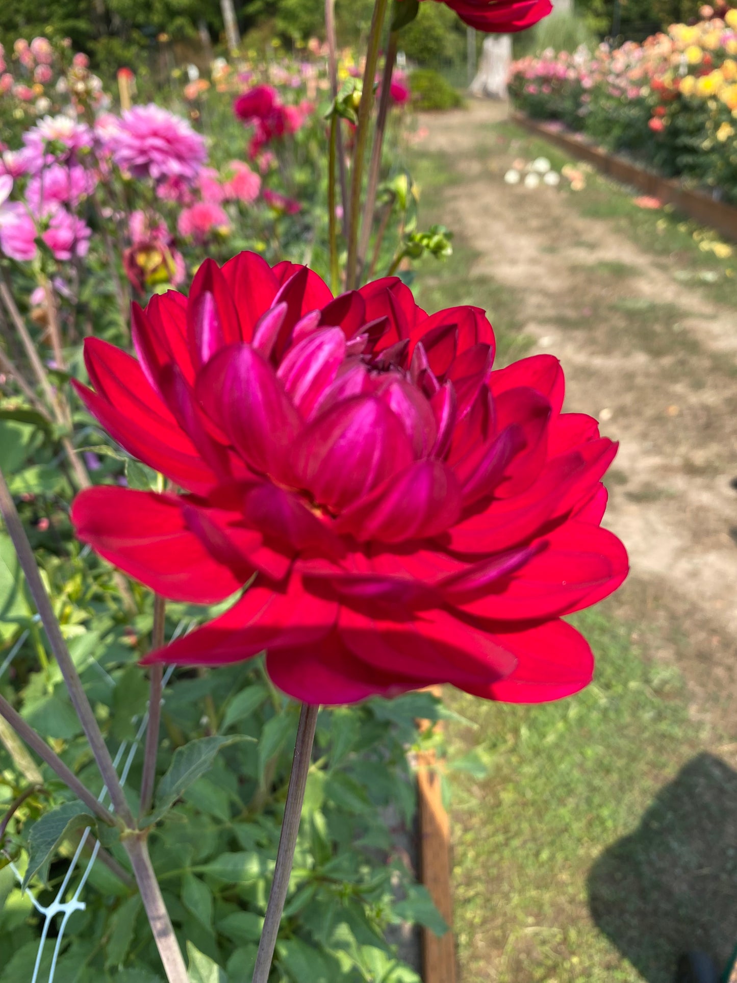 Sandia Claire (limit 1)