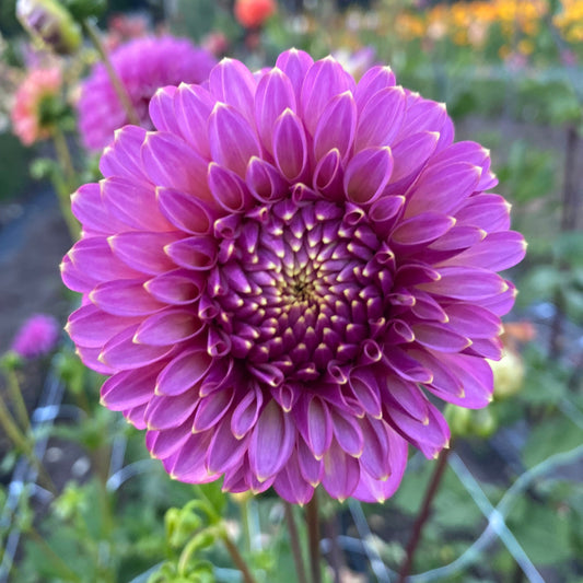 Skipley Spot of Gold