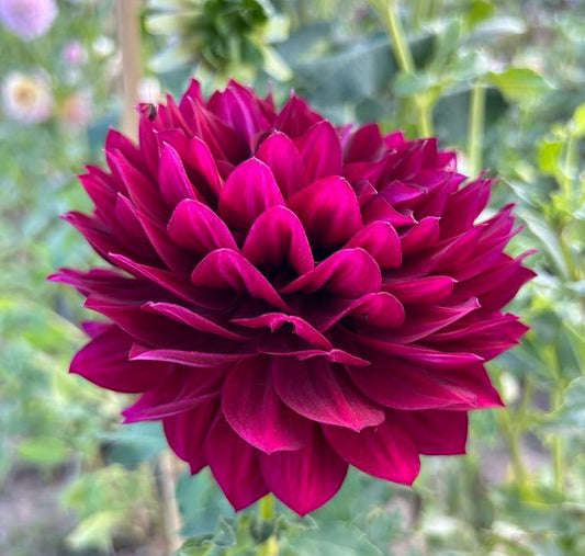 Hollyhill Masquerade (limit 1)