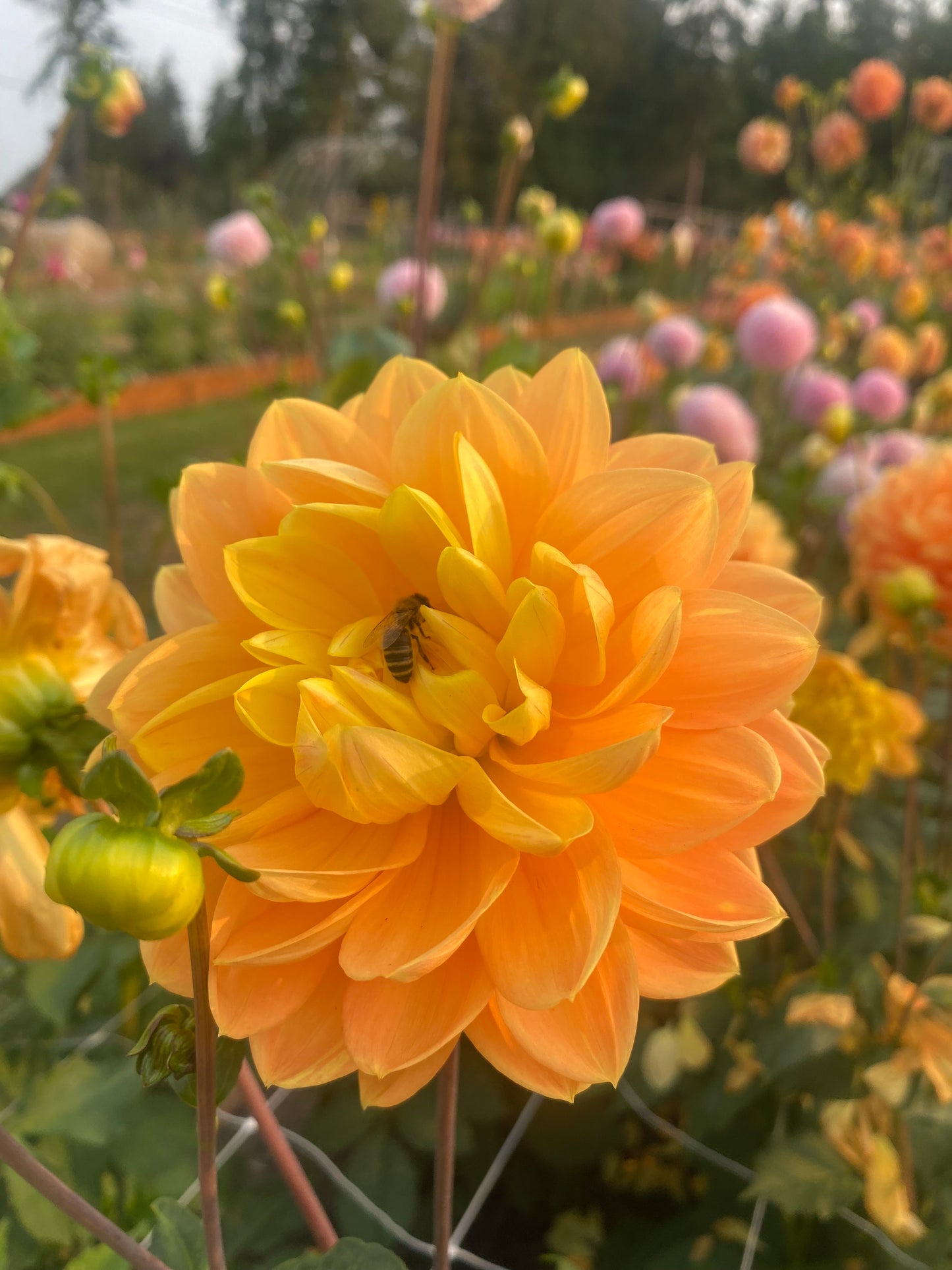 Monet Glory (Limit 1)