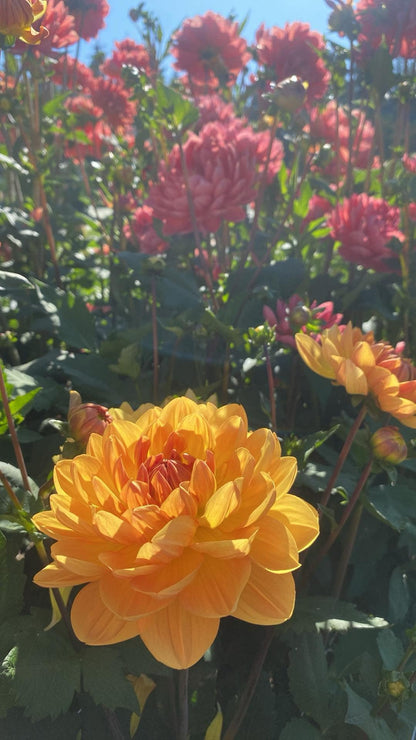 Hollyhill Honeygold (Limit1)