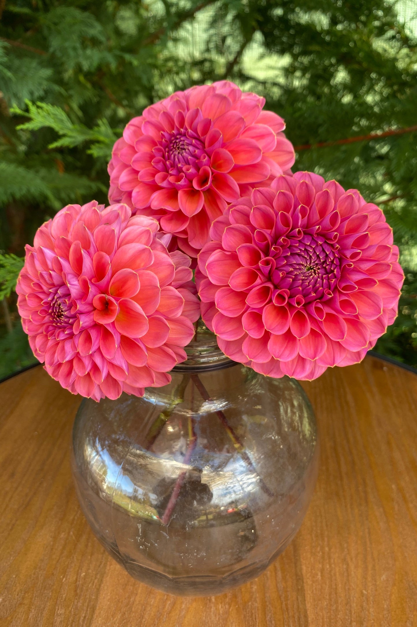 GC Pink Lemonade (Limit 1)