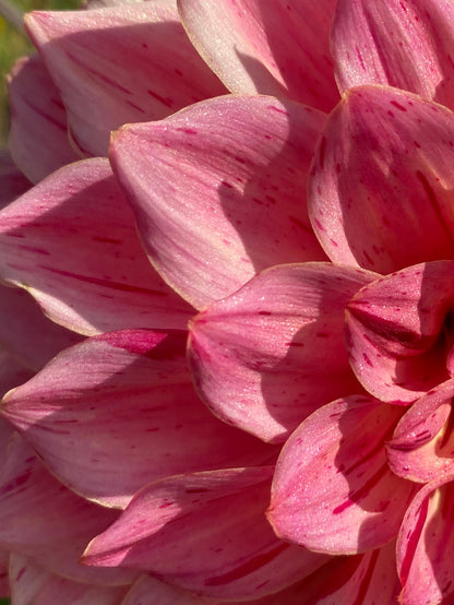 Van Isle Salish Sunset