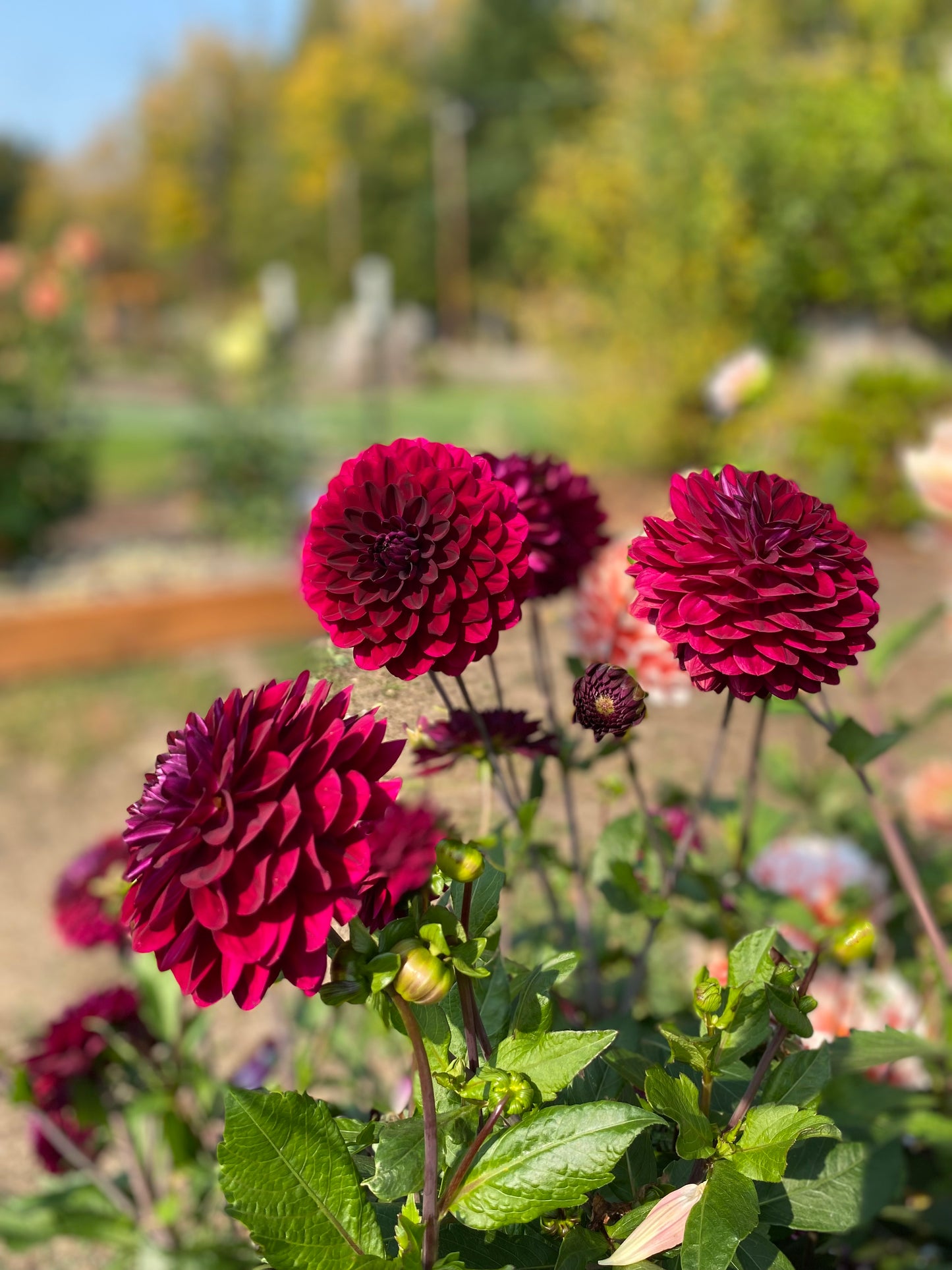 Stephanie’s Wedding