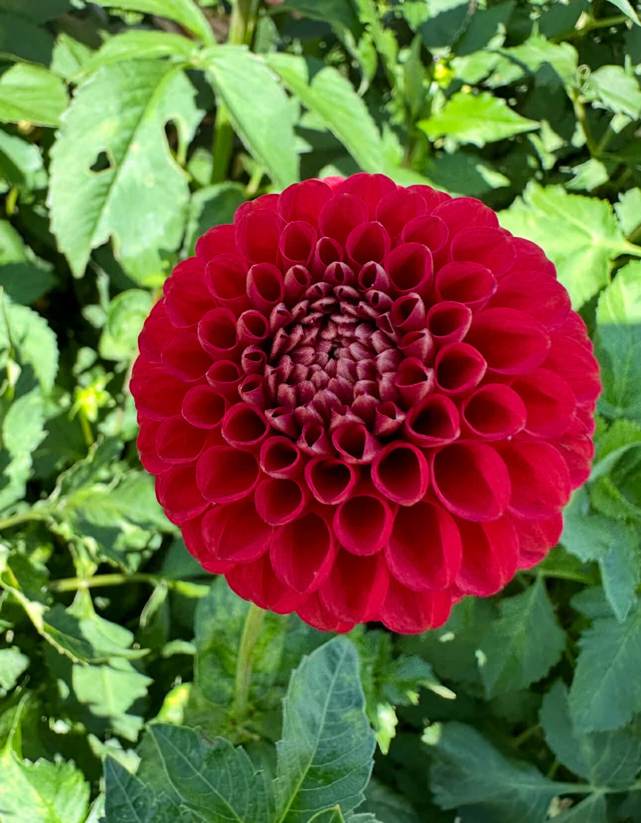 Rock Run Kaitlin (Limit 1)