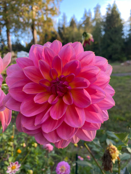 New Year 2026 Collection #45