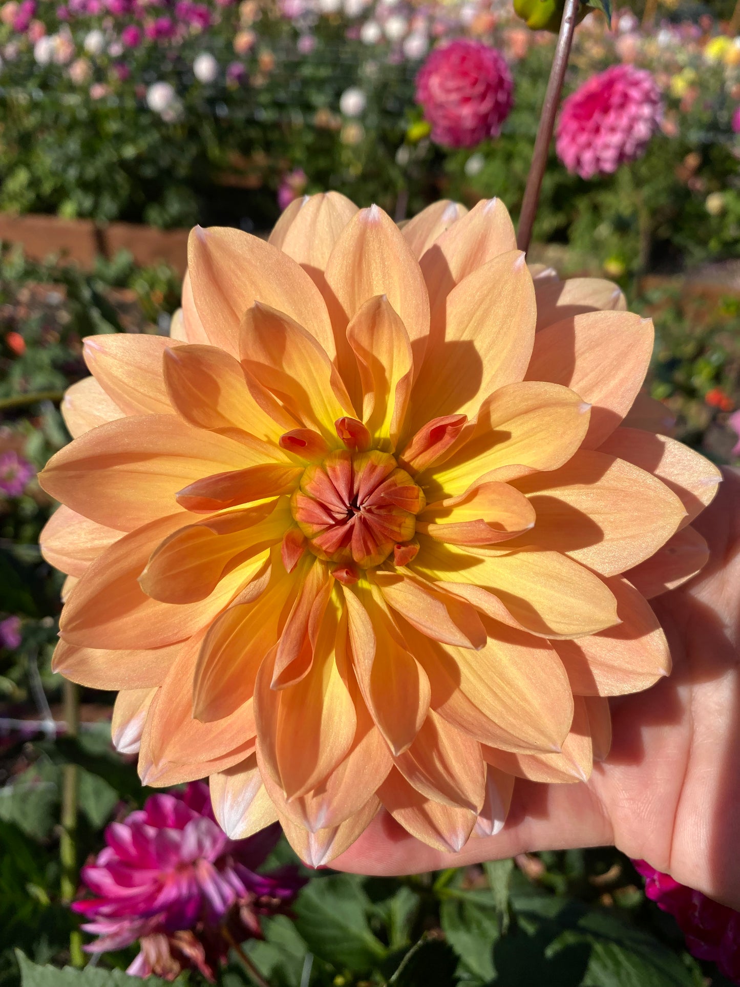 Sandia Candy Corn (limit 1)