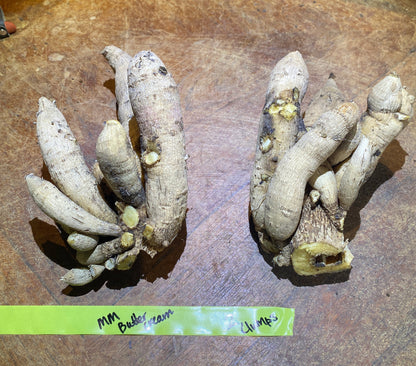 MM Buttercream (clump)