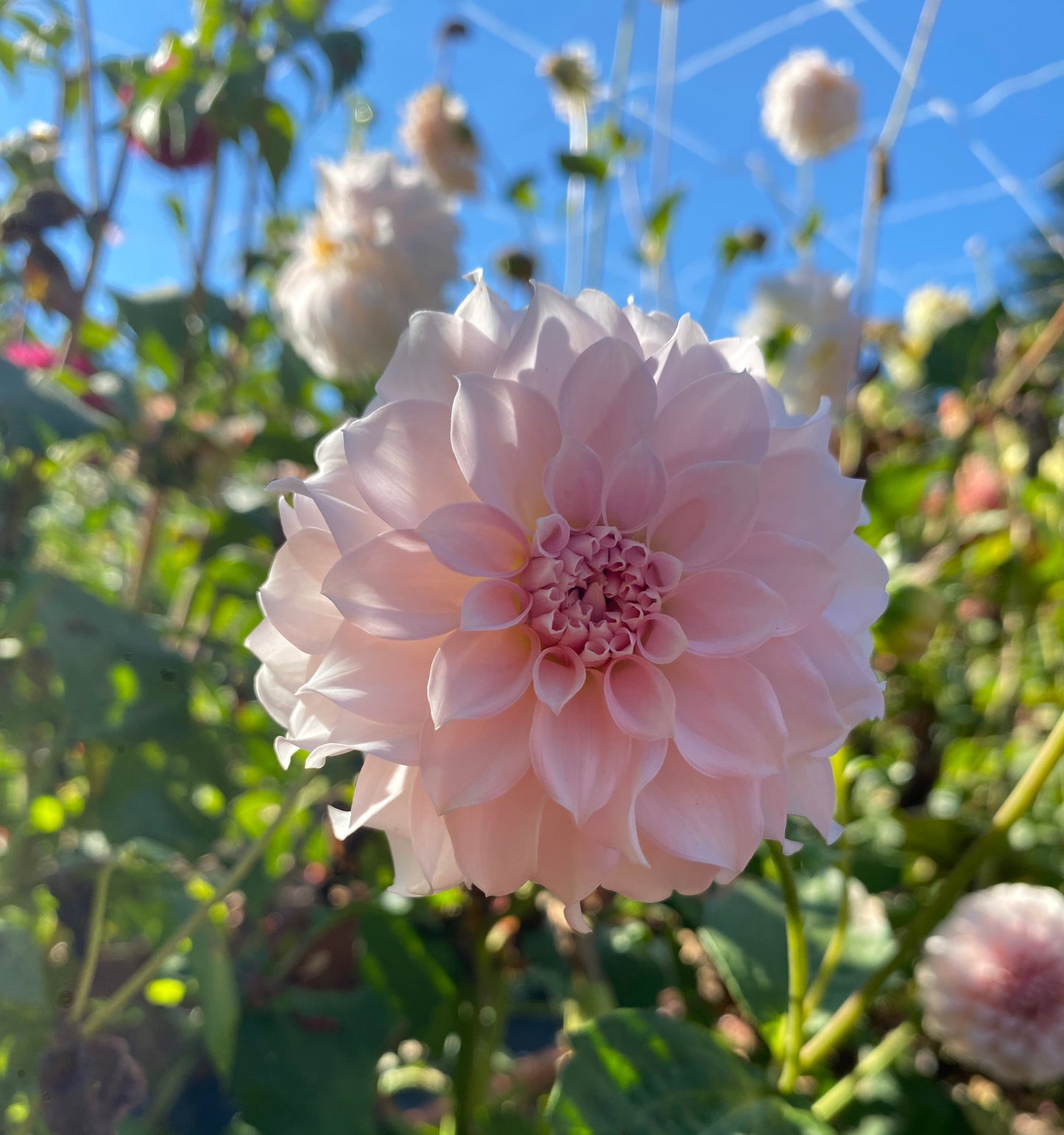 Levi’s Opal Twist (Limit1)