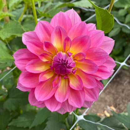 Sandia Rose (limit 1)