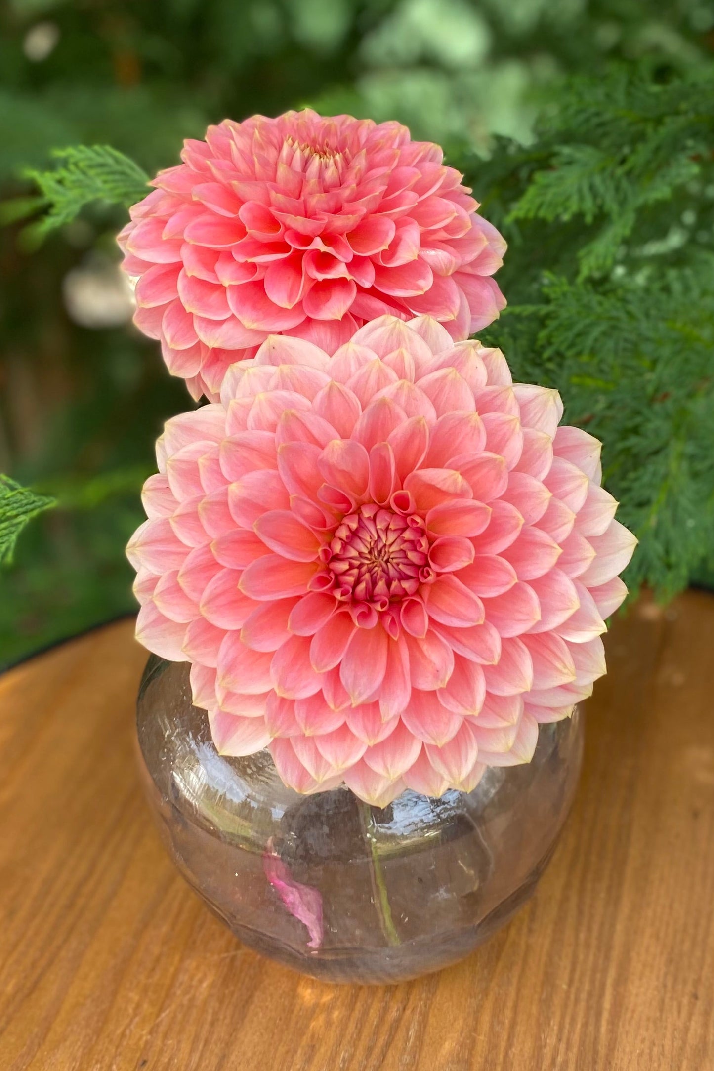 Askwith Minnie (Limit 1)