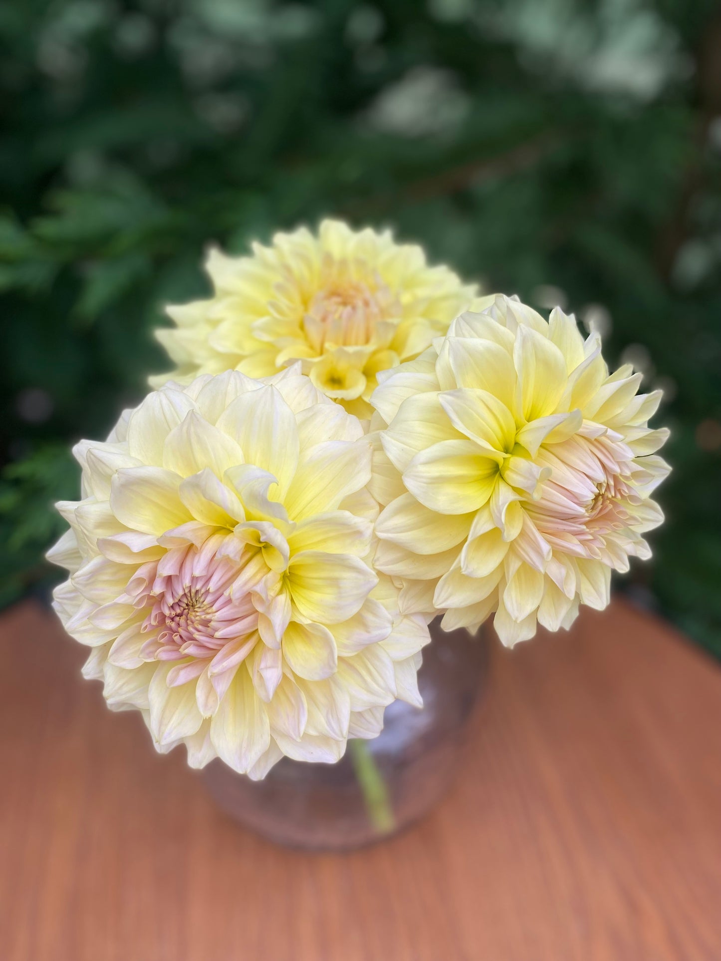 Westerton Lilian (Clump)