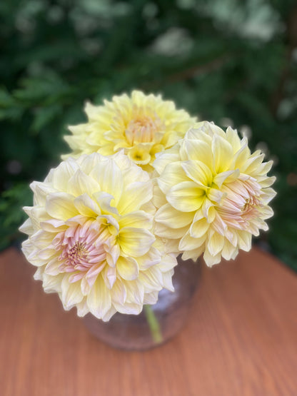 Westerton Lilian (Clump)