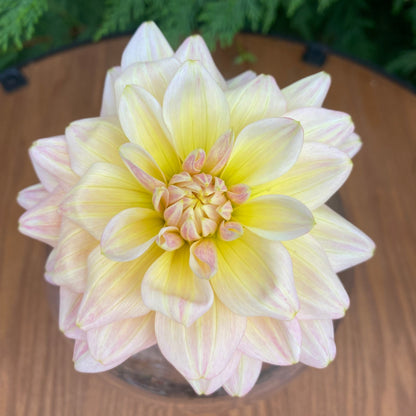 Sheer Heaven (clump)