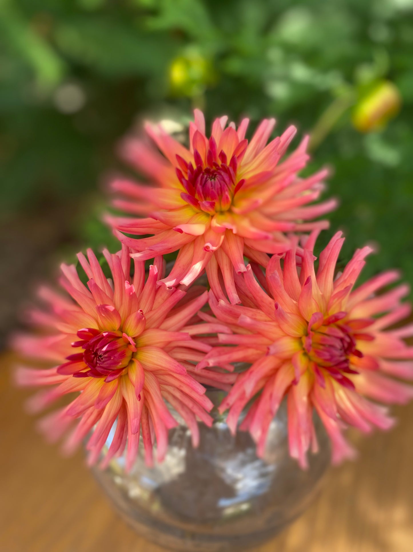 River’s Coral ( Clump)