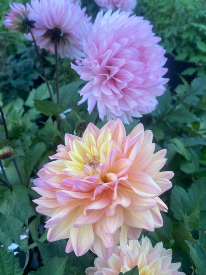 New Year 2026 Collection #37