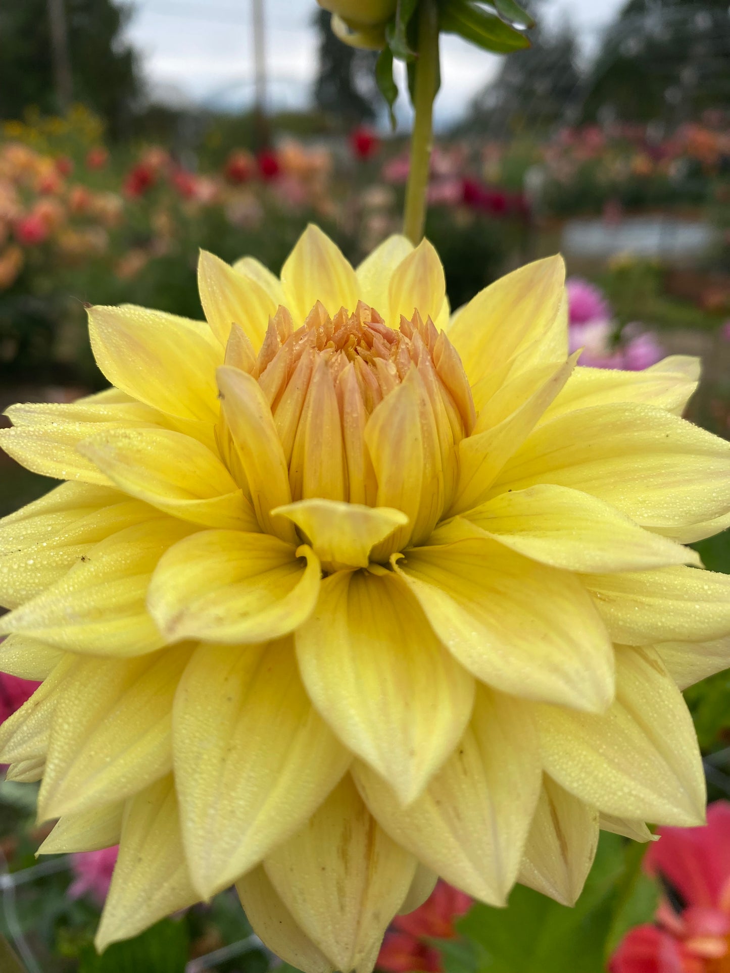 New Year 2026 Collection #41