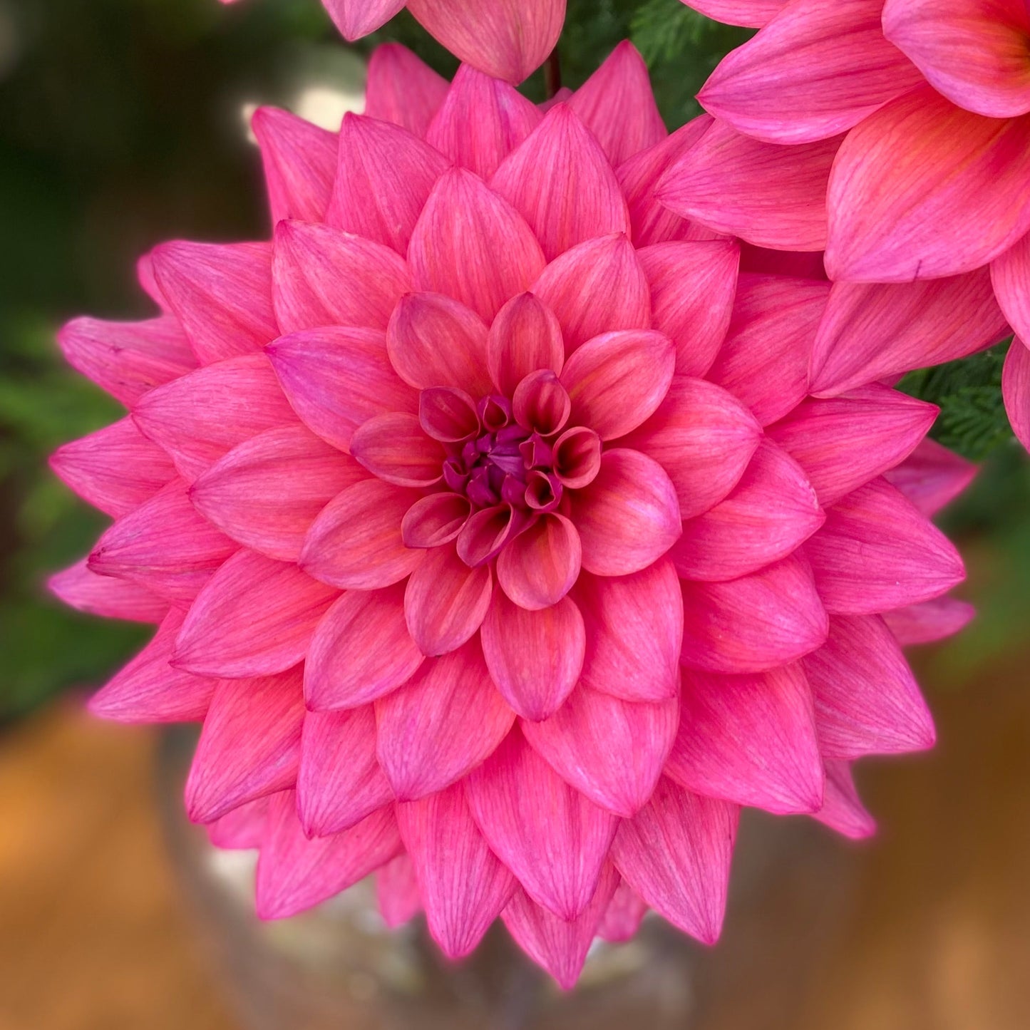 Feline Yvonne (limit 1)