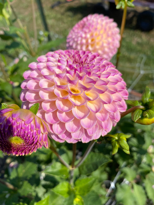 New Year 2026 Collection #31