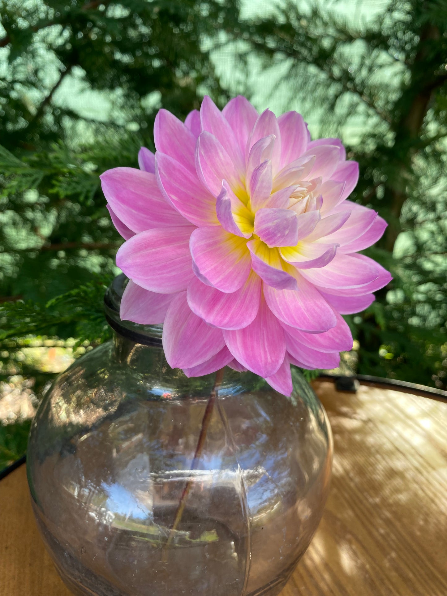 Maks Meredith (Limit 1)