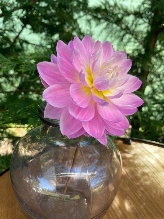 Maks Meredith (Limit 1)