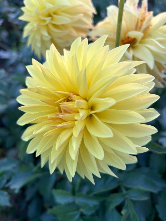 River’s Golden Jet