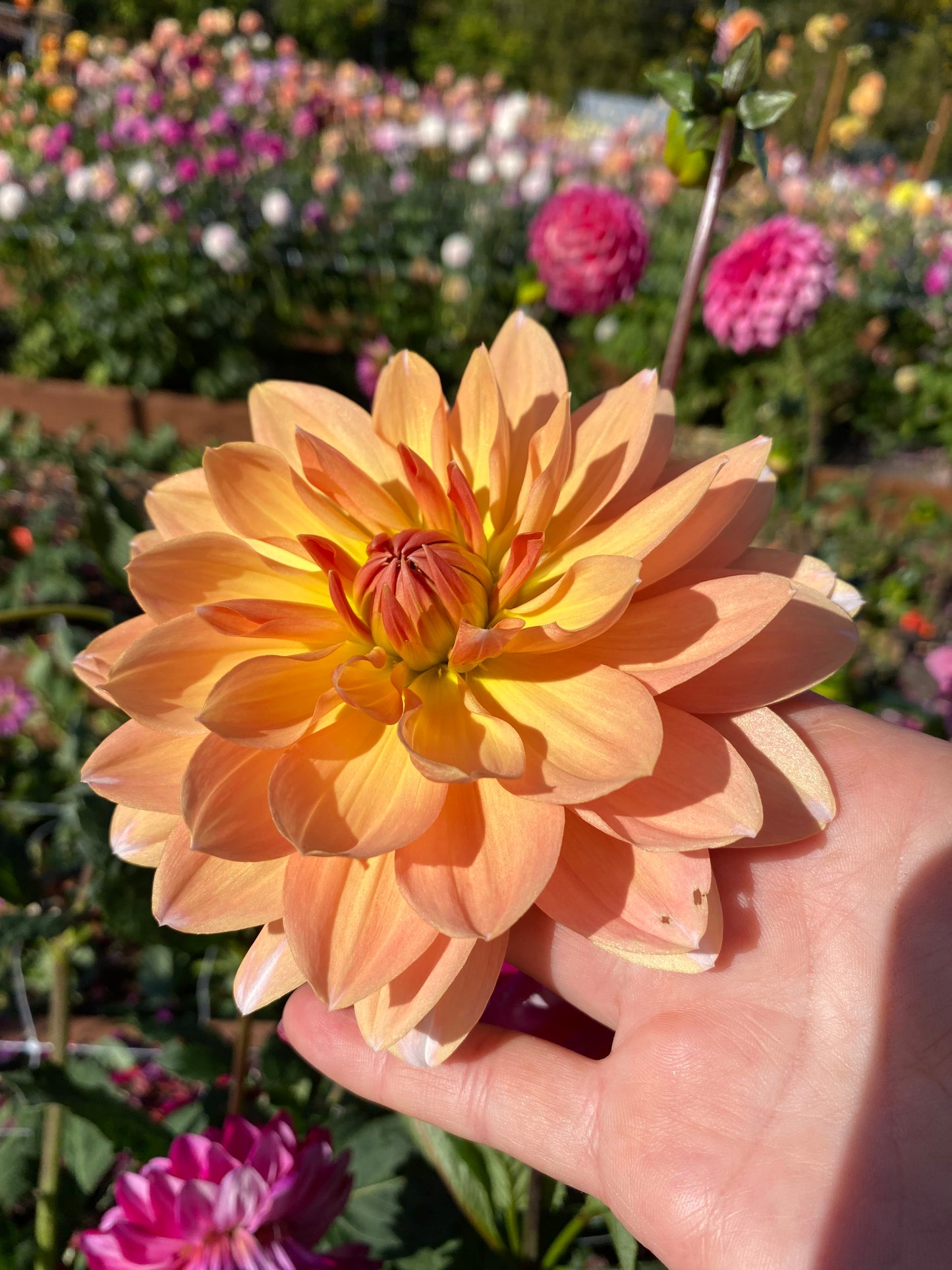 Sandia Candy Corn (limit 1)