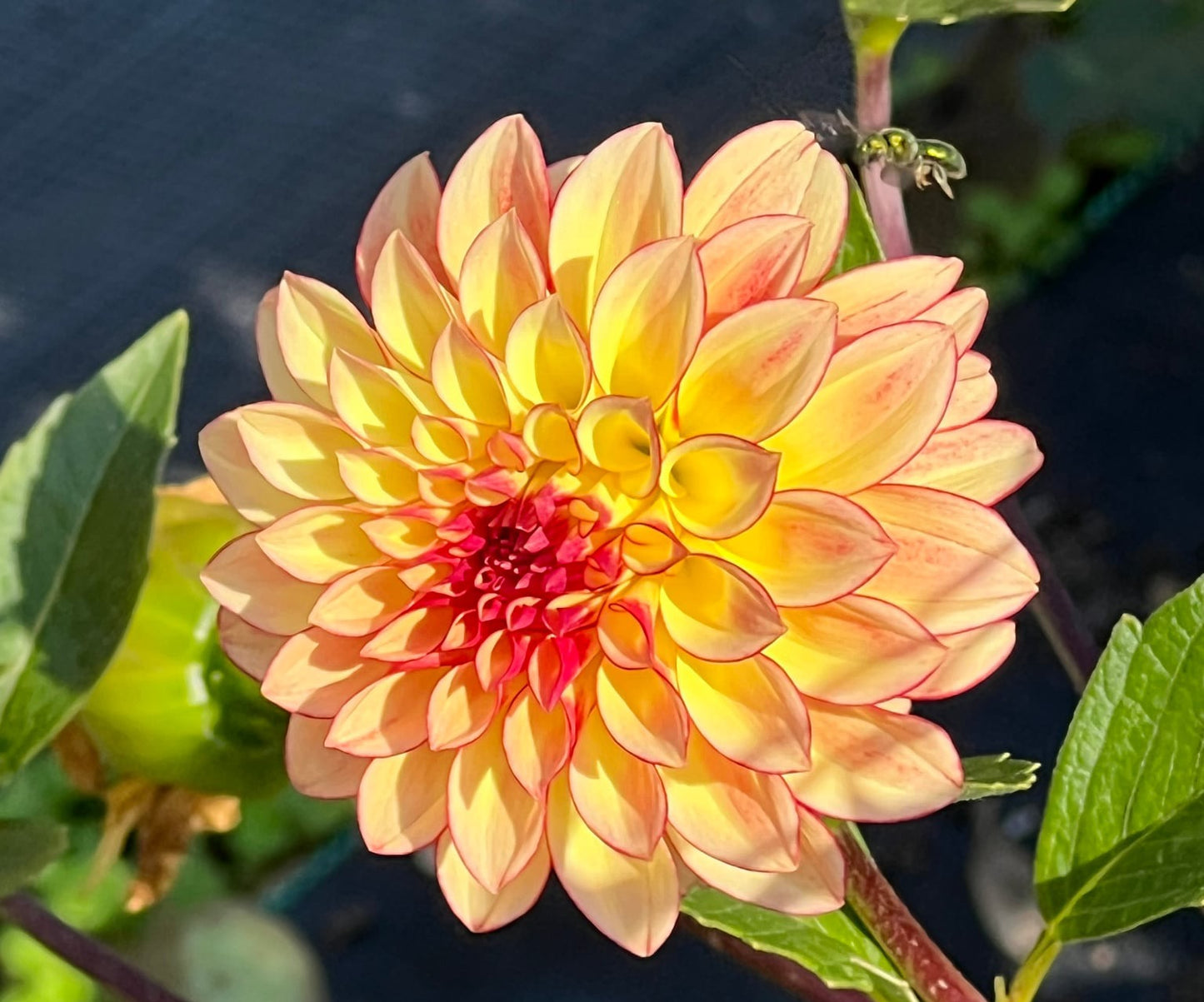 Verrone’s Taylor Swift (Limit 1)