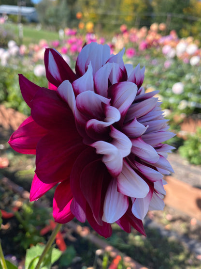 Hollyhill Masquerade (limit 1)