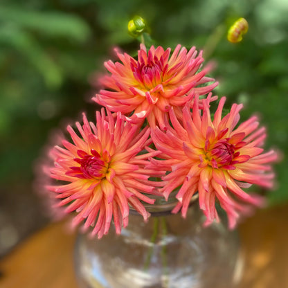 River’s Coral ( Clump)