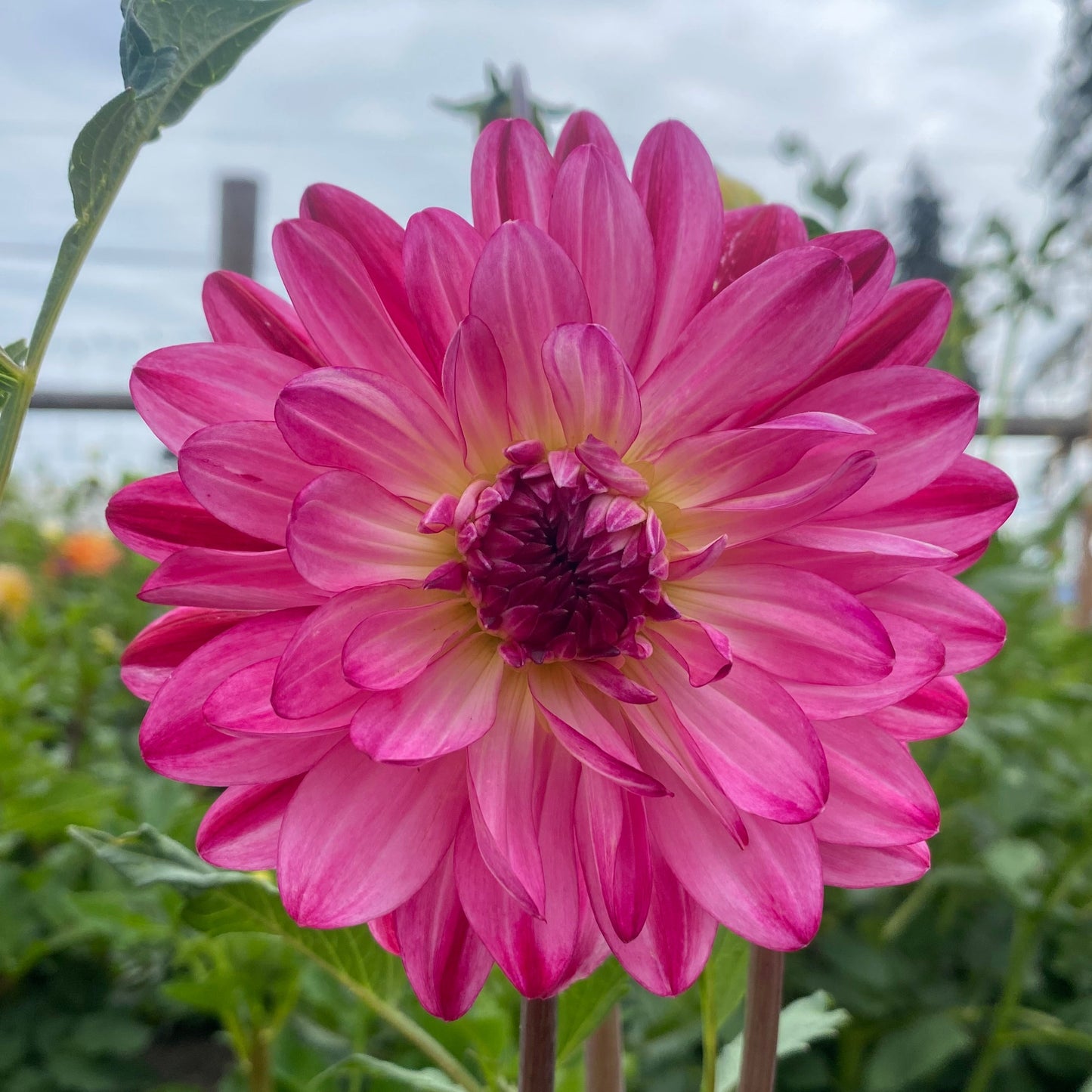 Felida Mermaid (limit 1)