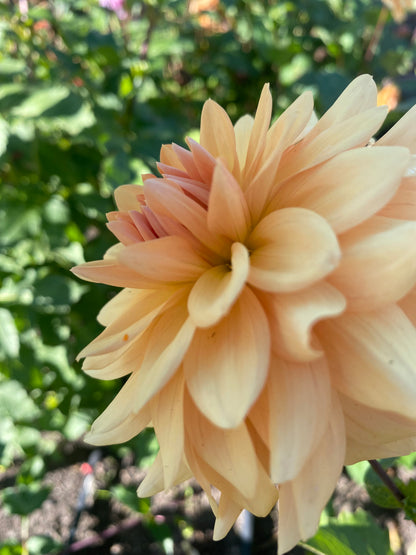 Lee’s Turmeric Tea