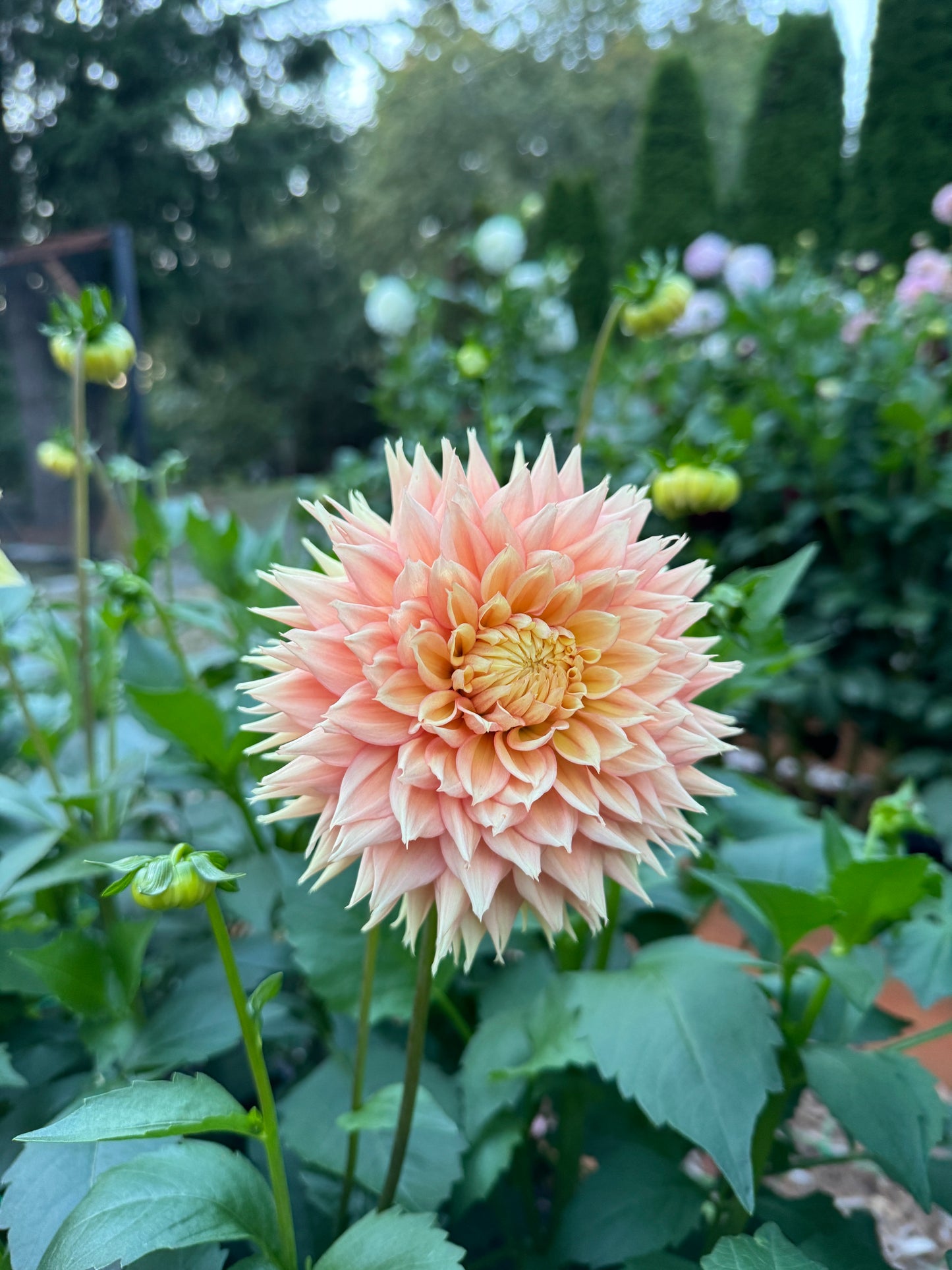 Lee’s Apricot Fizz