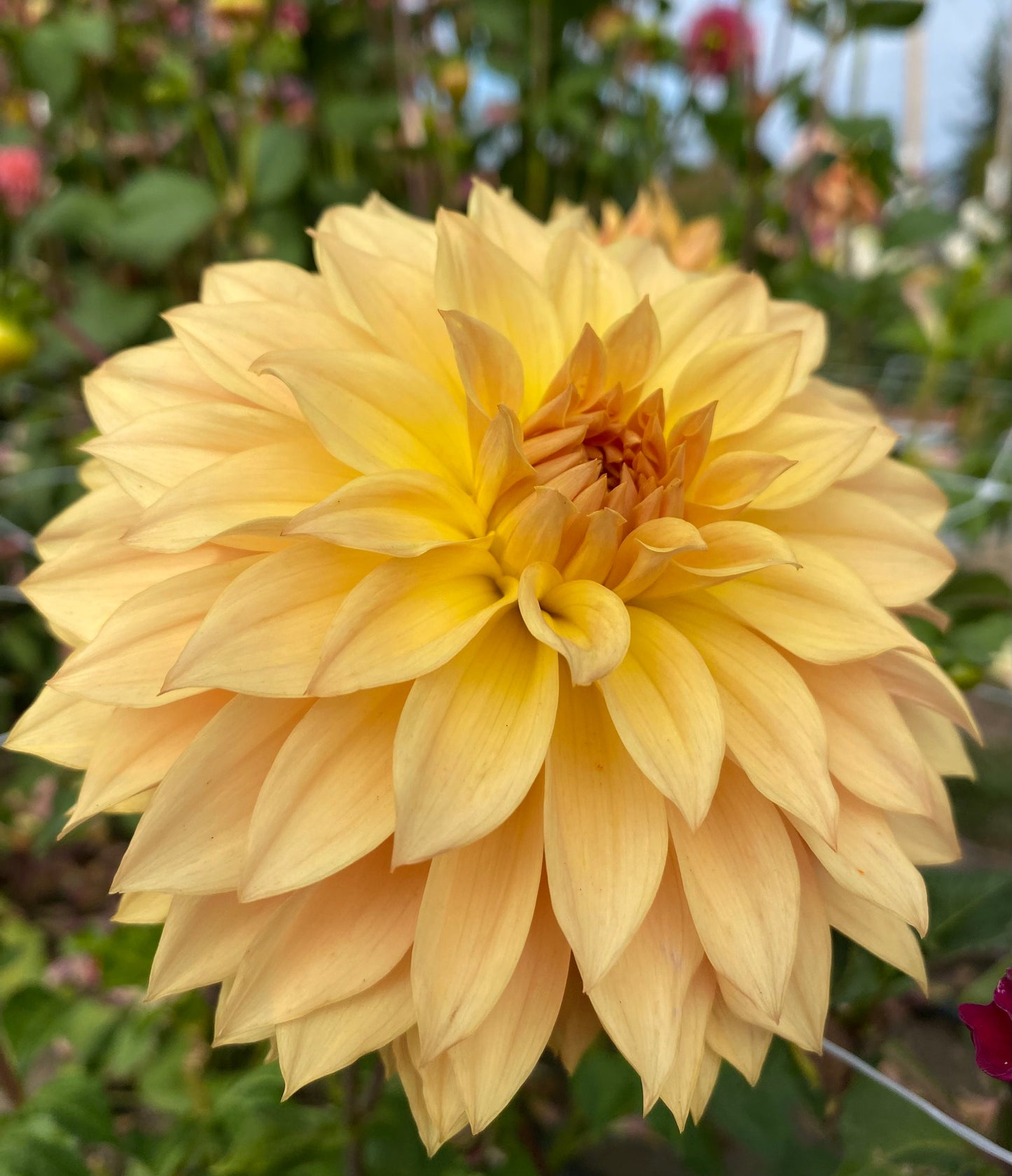 New Year 2026 Collection #33