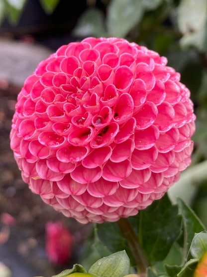 SB’s KA’s Choice