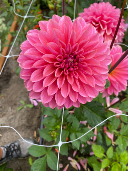 New Year 2026 Collection #34