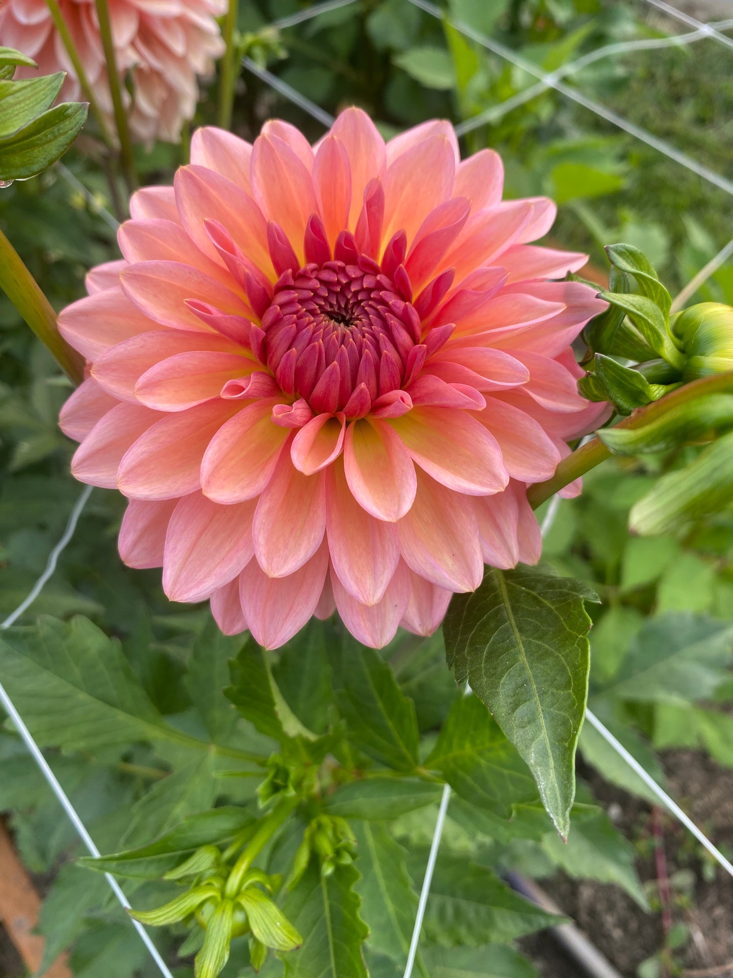 New Year 2026 Collection #33