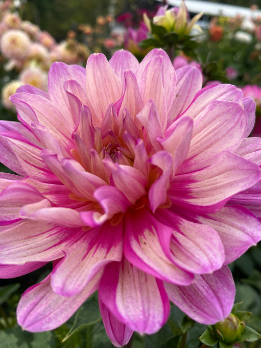 New Year 2026 Collection #44