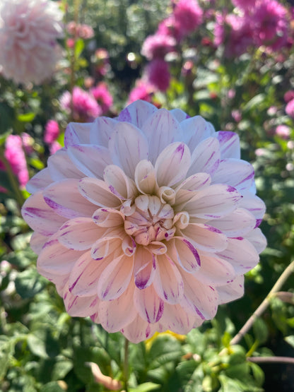 Hollyhill Fingerpaint