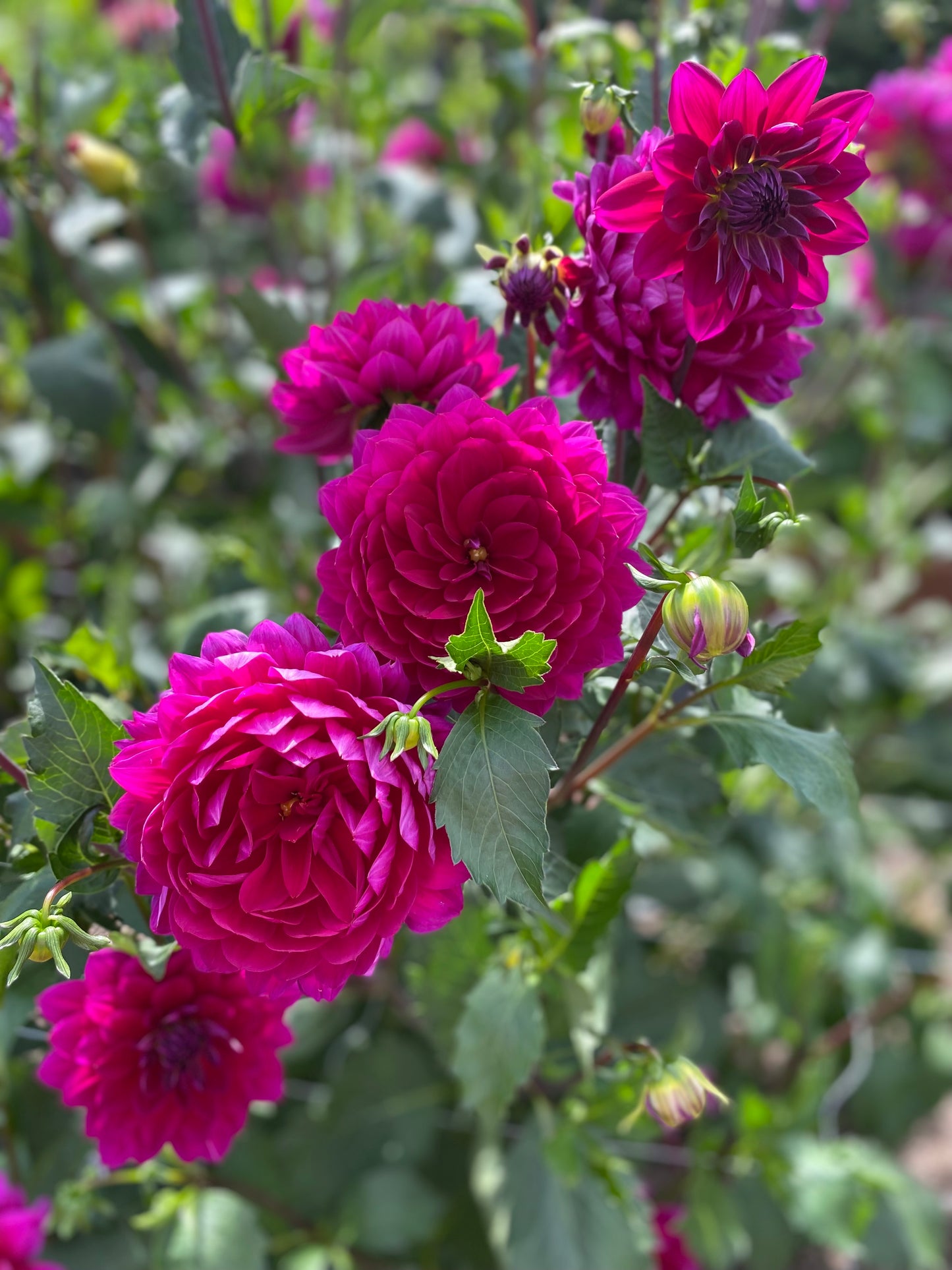 Sandia Nocturne (Limit 1)